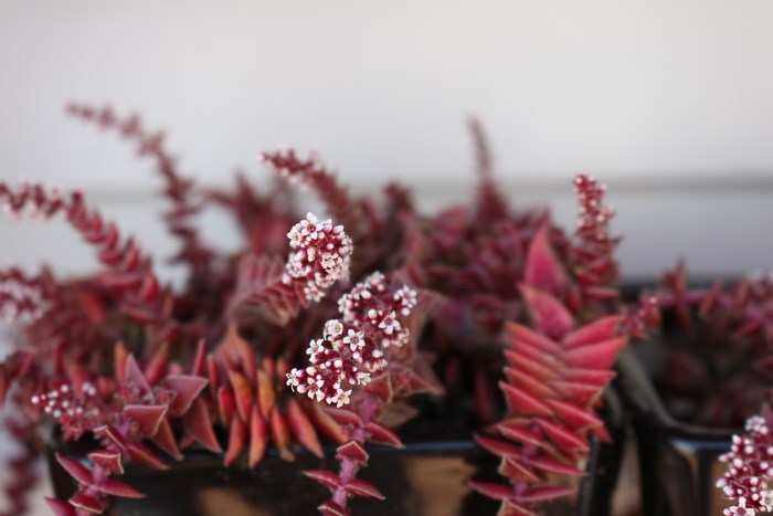 Red succulent plant with small white flowers