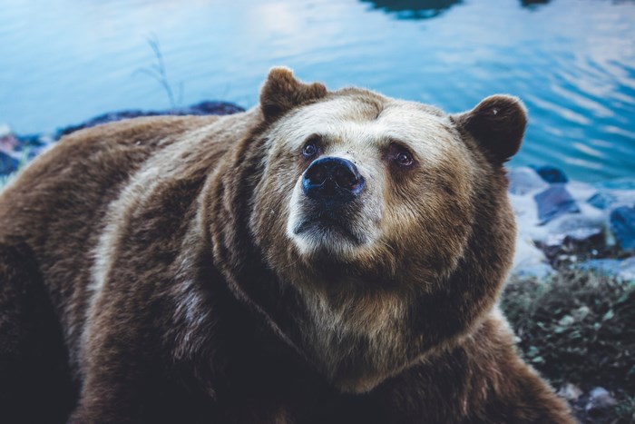 Brown bear looking up near water