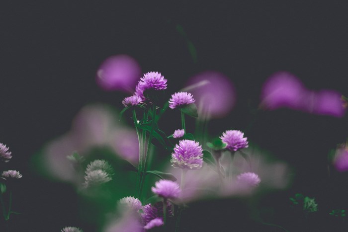 Purple flowers with bokeh effect