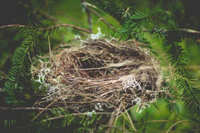 Bird's nest in a pine tree