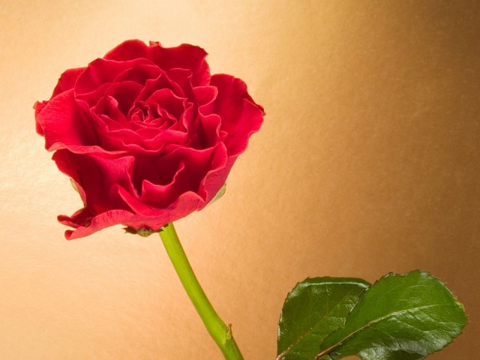 Red rose with green stem and leaves