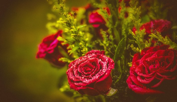 Red roses with water droplets