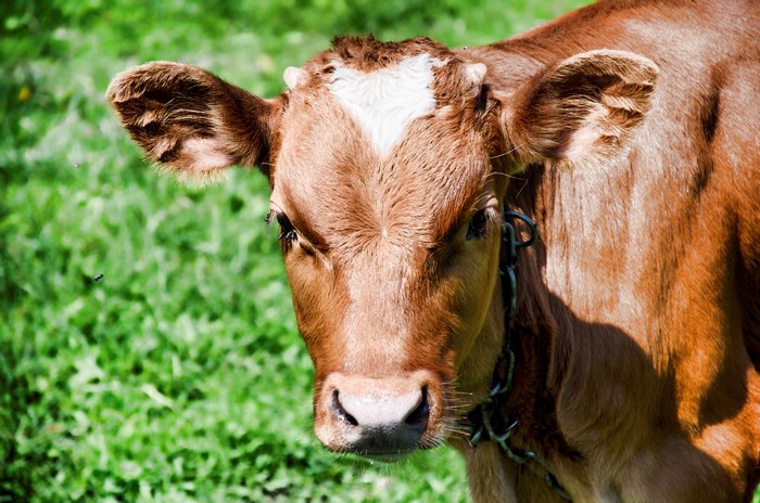 Brown cow with white marking on forehead