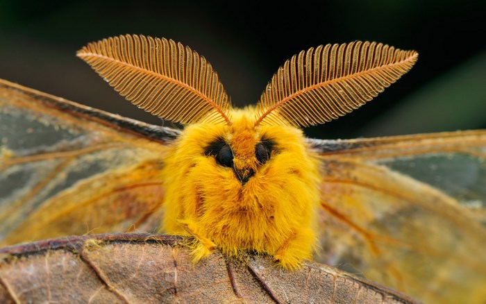 Close-up of a Yellow Furry Moth with Feathered Antennae