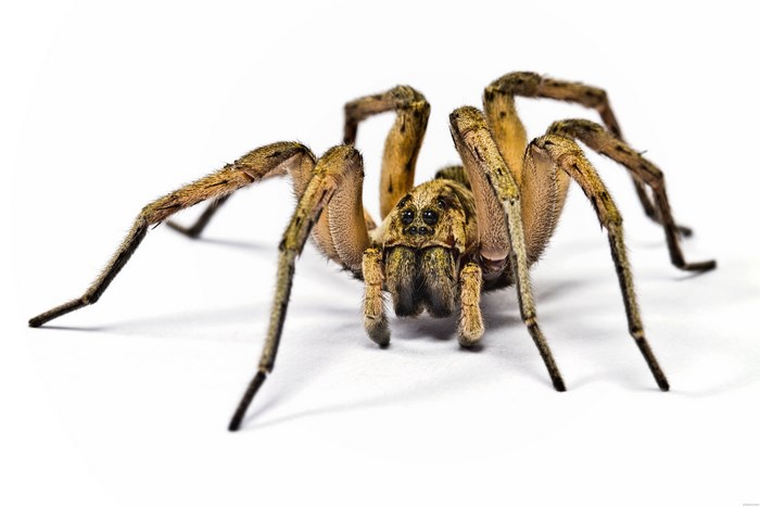 Close-up of a wolf spider on a white background