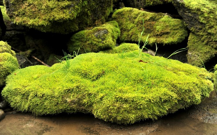 Moss covered rocks and ground