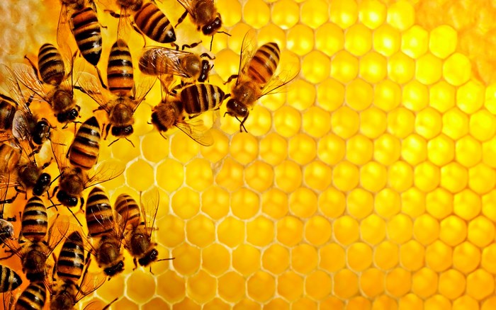 Close-up of Bees on Honeycomb Cells