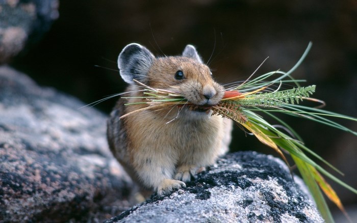 Pika carrying grass in its mouth on rocks