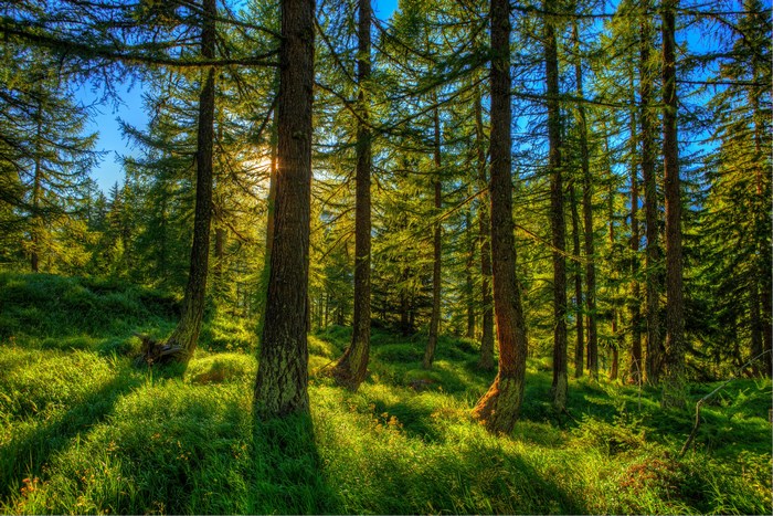 Sunlight filtering through a forest with tall trees
