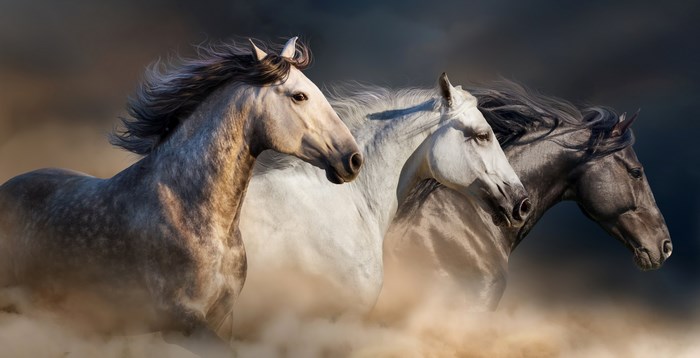 Three horses running through dust