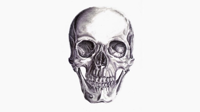 Pencil drawing of a human skull
