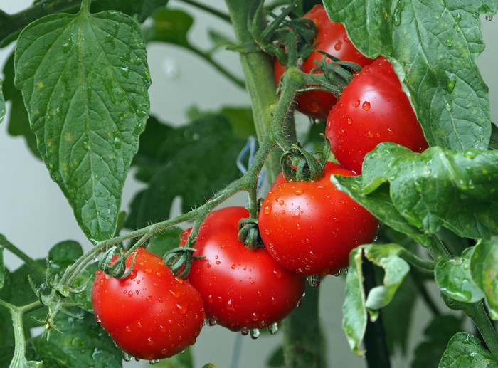 Tomatoes on the vine with water droplets