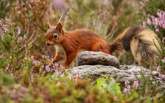 Red squirrel on a rock in heather