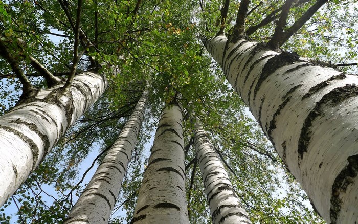 Birch trees seen from below