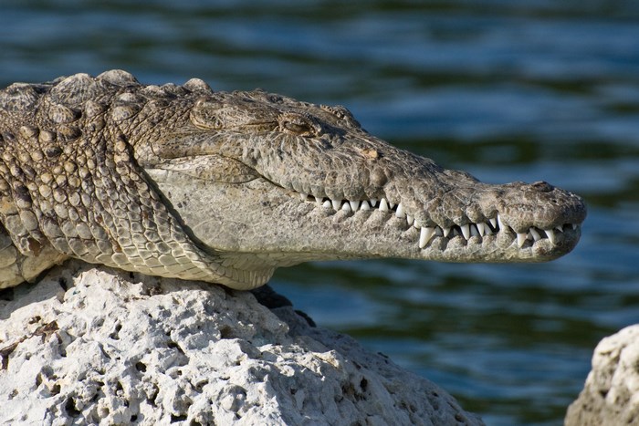Close-up of a crocodile on a rock
