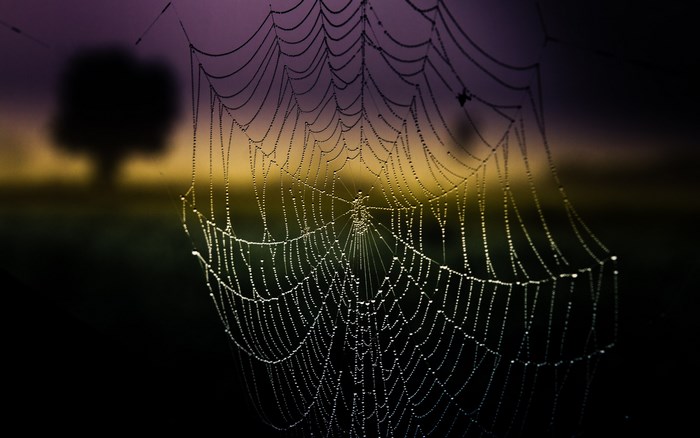 Spider web with dew drops at sunrise