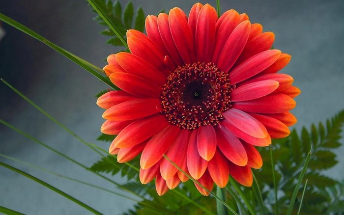 Close-up of a vibrant orange gerbera daisy