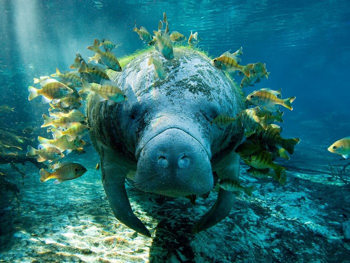 Manatee surrounded by fish underwater