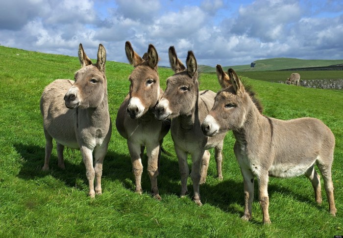 Group of Donkeys on Green Pasture