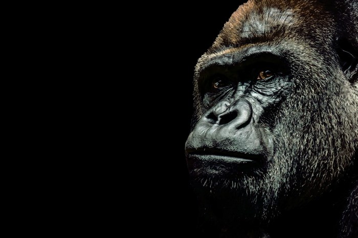 Gorilla portrait