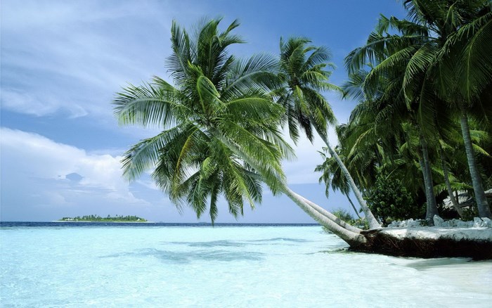 Tropical island with palm trees and clear blue water