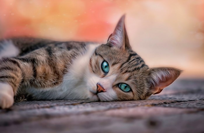 Close-up of a tabby cat with blue eyes