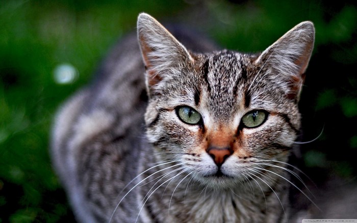Tabby cat with green eyes in nature