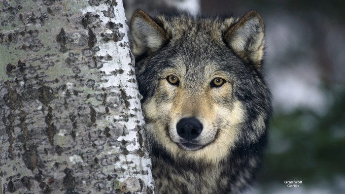 Majestic Gray Wolf Peeking from Behind Tree