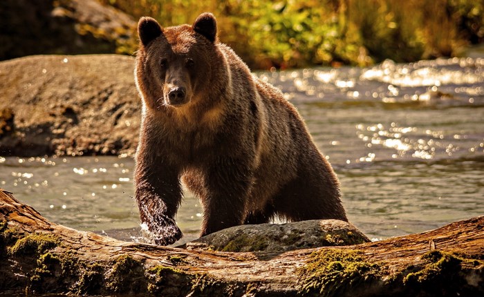 Brown bear wading in a river near a log
