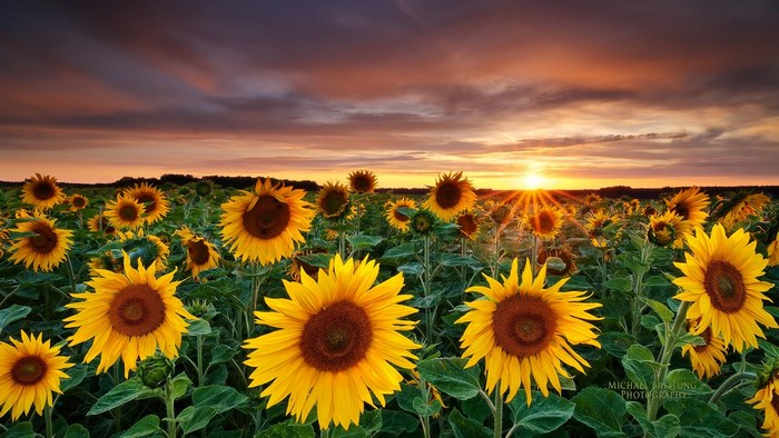 Field of sunflowers at sunset