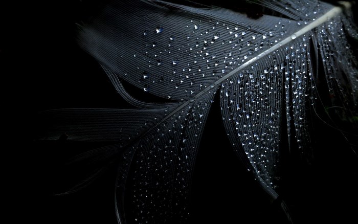Black feather with water droplets