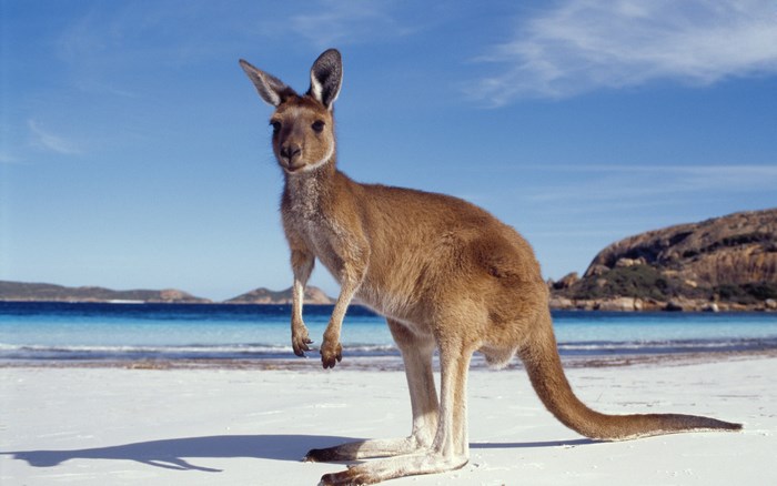 Kangaroo on a Sunny Beach