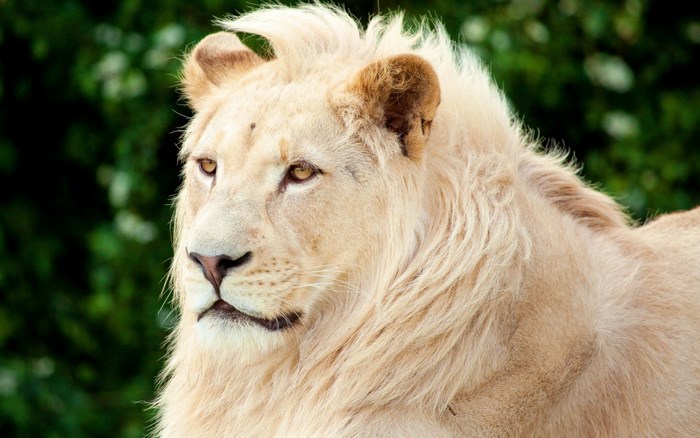 Close-up of a white lion's face