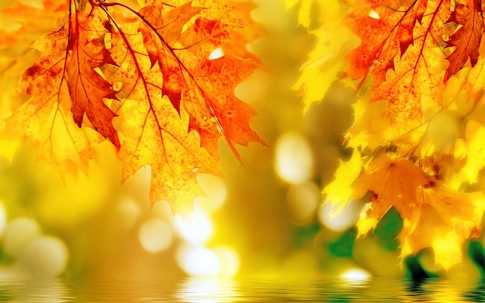 Autumn Oak Leaves Reflected in Water