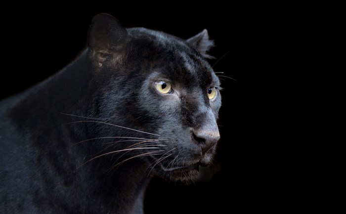 Black Panther portrait