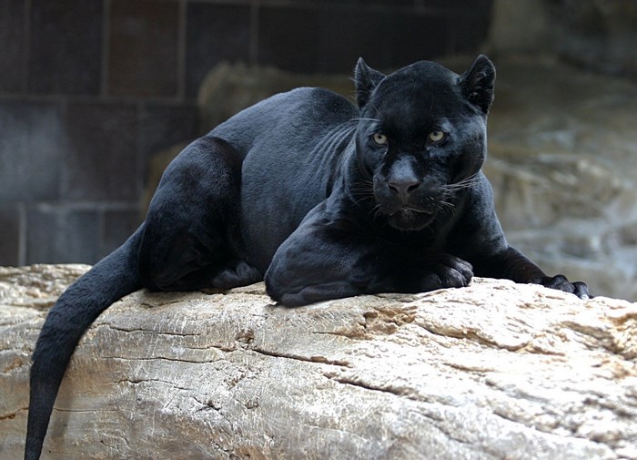 Black panther resting on a log