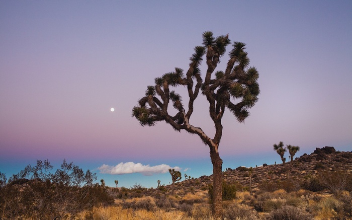 Joshua Tree at twilight with moon