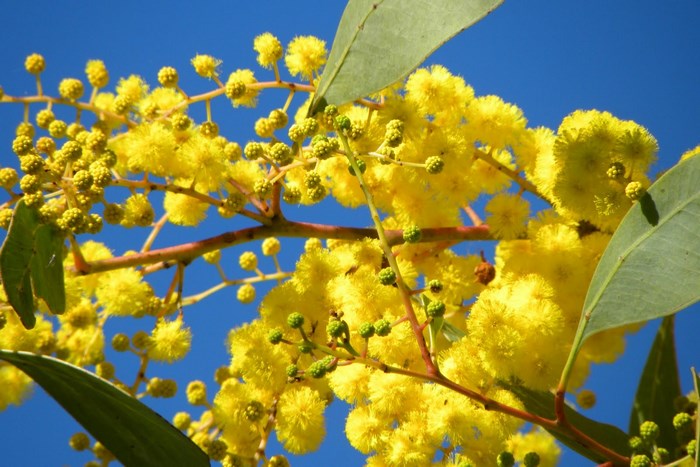 Golden Wattle Flowers and Leaves Against Blue Sky