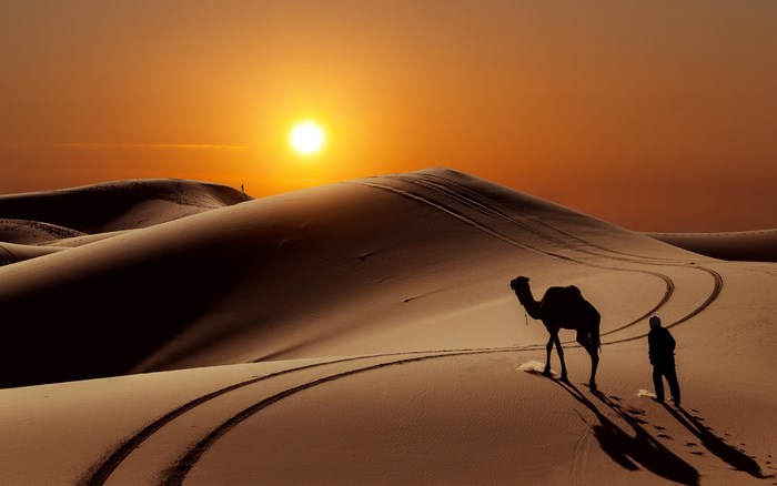 Camel and person in desert at sunset