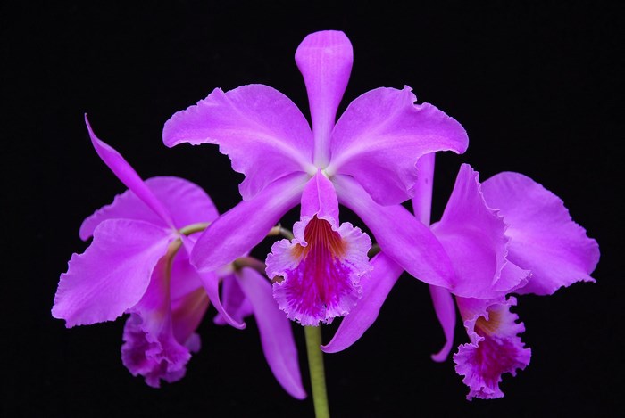Purple Cattleya Orchid Flowers on Black Background
