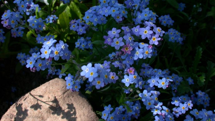 Forget Me Not Flowers with Rock