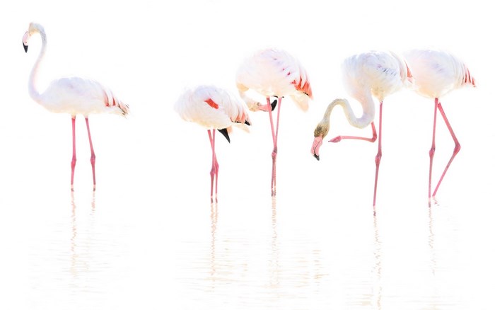 Flamingos standing in shallow water