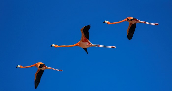 Three flamingos flying in a clear blue sky