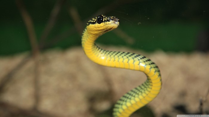 Yellow and green snake
