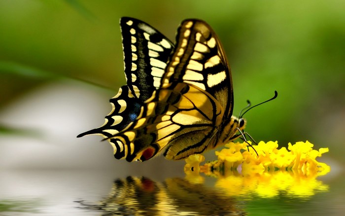 Yellow Swallowtail Butterfly on Yellow Flowers