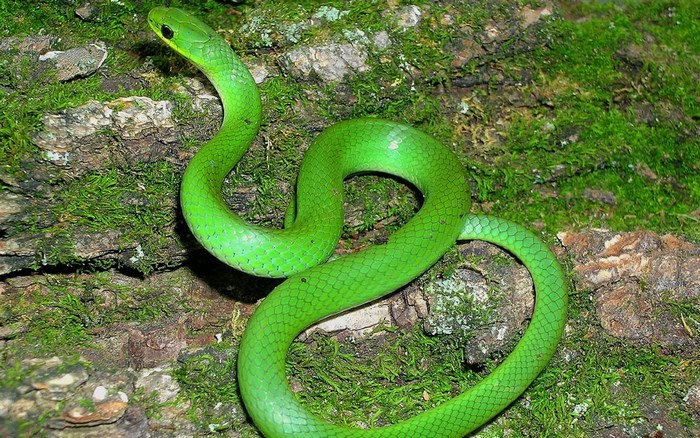 Green snake on mossy tree bark