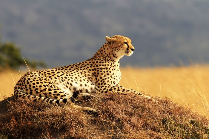 Cheetah resting on a grassy mound