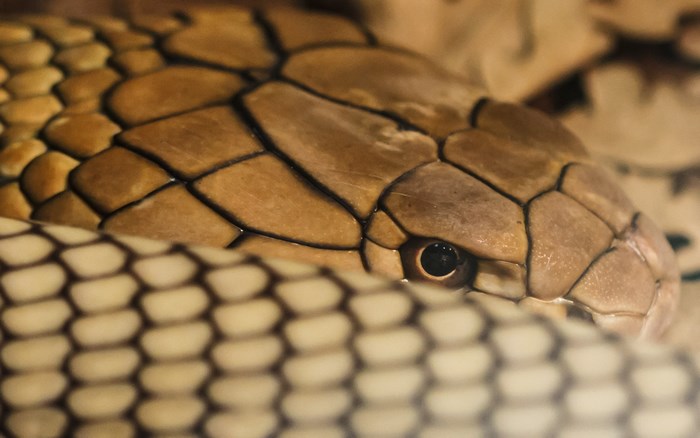 Close-up of a King Cobra's head