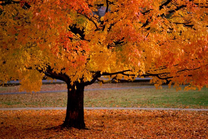 Tree with orange and yellow leaves in autumn