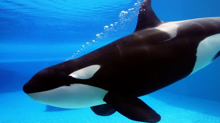 Close-up of an Orca Swimming Underwater